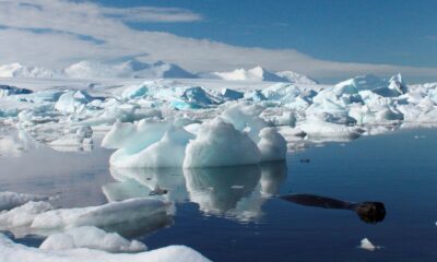 A seal swims by icebergs off the British Antarctic Survey's Rothera base. File pic: Reuters
