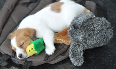 What music lovers should know about sharing sounds with pets