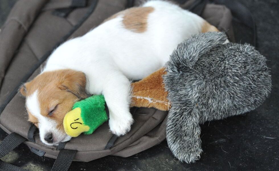 What music lovers should know about sharing sounds with pets