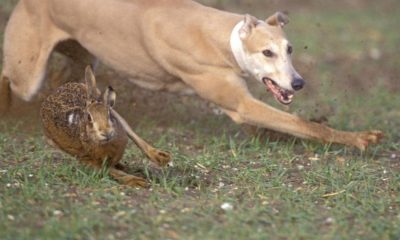 Barnsley and Wakefield men - hare coursing near Goole