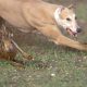 Barnsley and Wakefield men - hare coursing near Goole