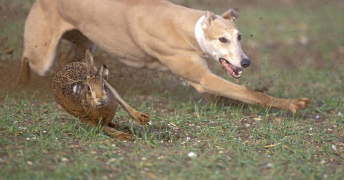 Barnsley and Wakefield men - hare coursing near Goole