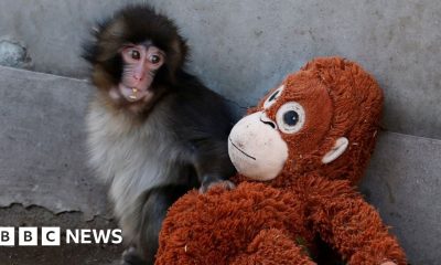 Viral monkey Punch rejected by mother given stuffed orangutan