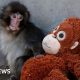 Viral monkey Punch rejected by mother given stuffed orangutan