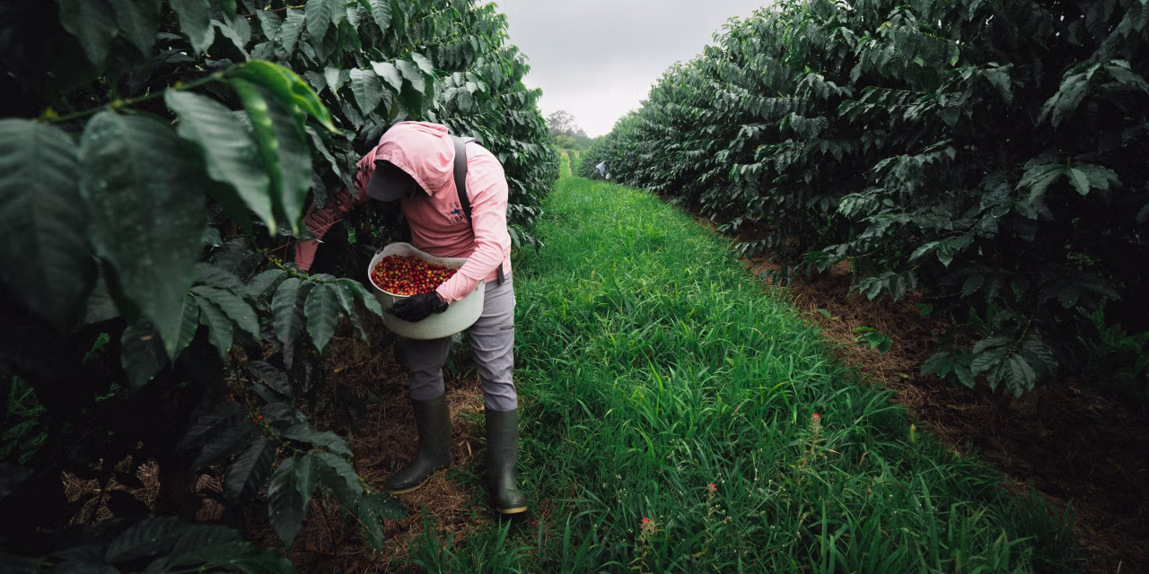 A Michigan Pension Fund’s Failed Coffee Farm Bet Highlights Private-Market Risks