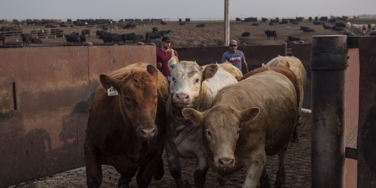 Patrick Thomas hedcut