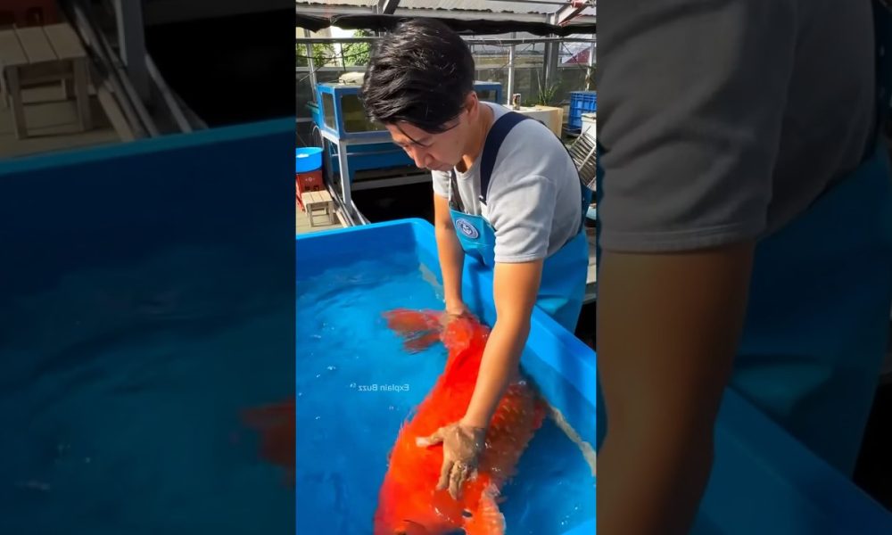 He Sold His Favorite Fish for Money | A Tough Decision#shorts #funny #facts