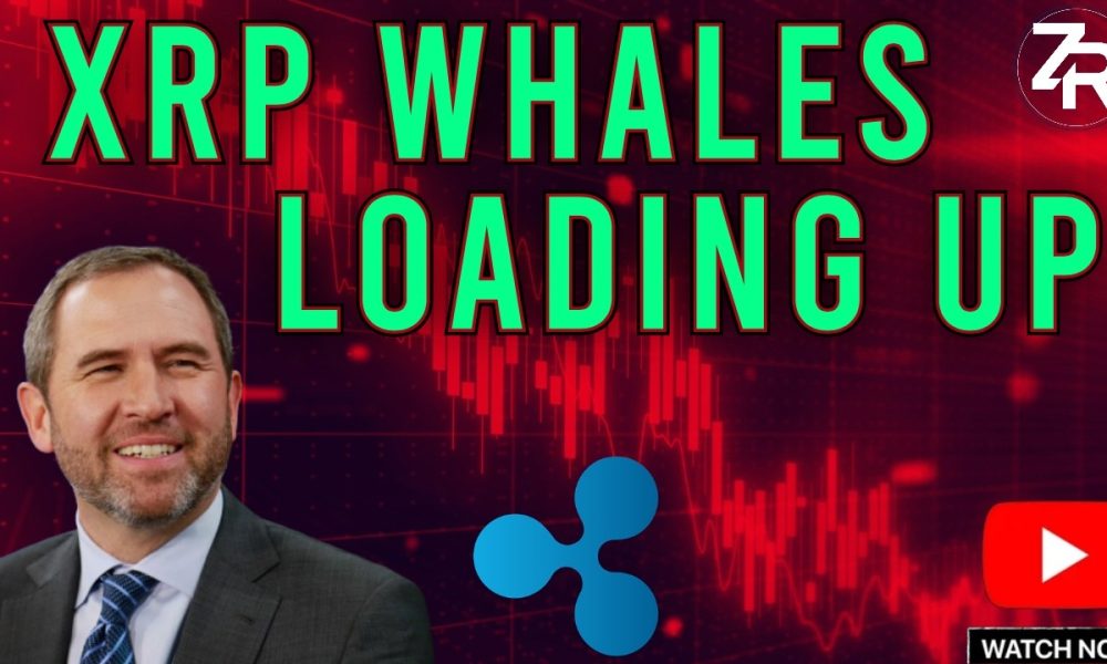 XRP Whales Loading UP!