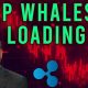 XRP Whales Loading UP!