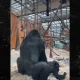 gorillas-mating-kal-02-03-2026