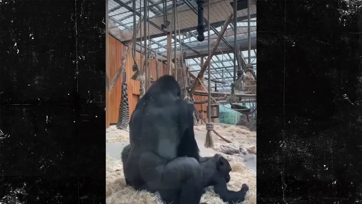 gorillas-mating-kal-02-03-2026