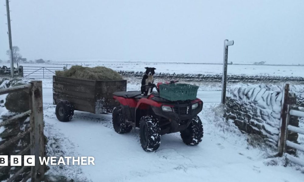 Picture of an open farm gate with a quad bike pulling a trailer of hay.  Sheepdog is sitting on quad bike, made to look like it is the driver.  Snow covers the ground and fields around.