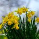 Cloudy skies with daffodils in the foreground.