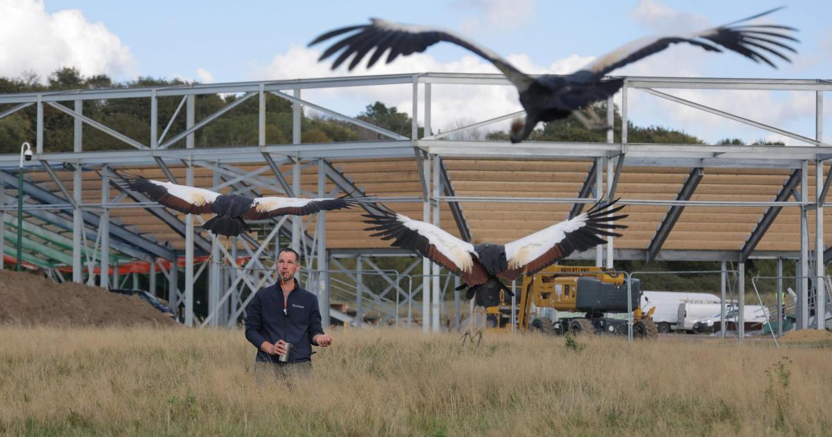 Kynren's Lost Feather bird show arena set for Bishop Auckland