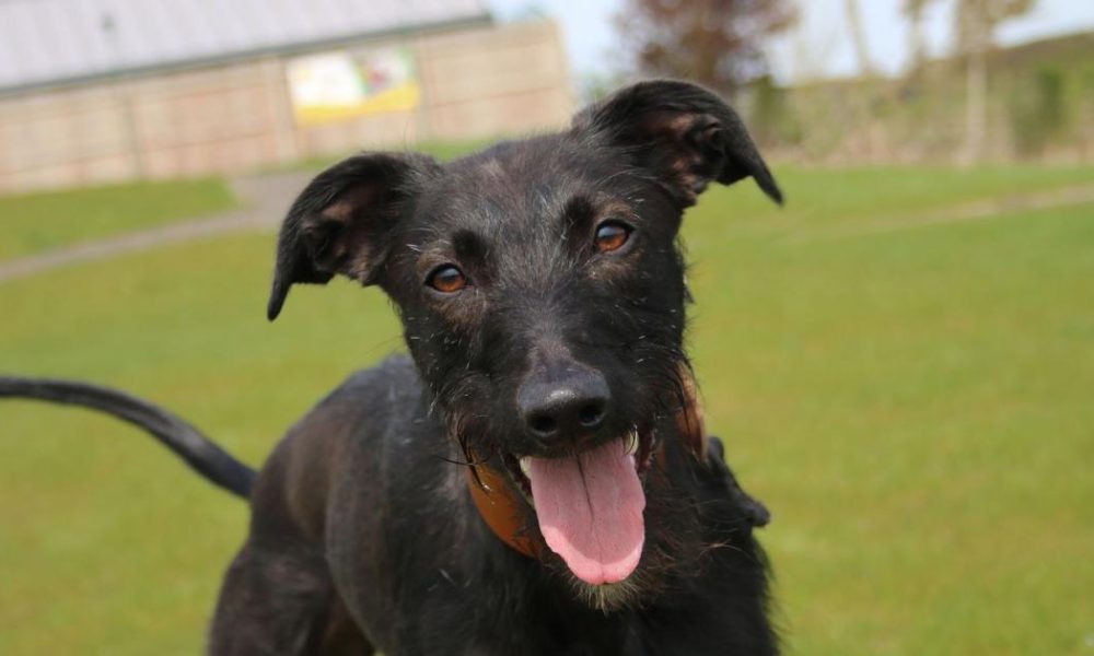Meet Maggie - the longest resident at Darlington Dogs Trust