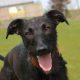 Meet Maggie - the longest resident at Darlington Dogs Trust
