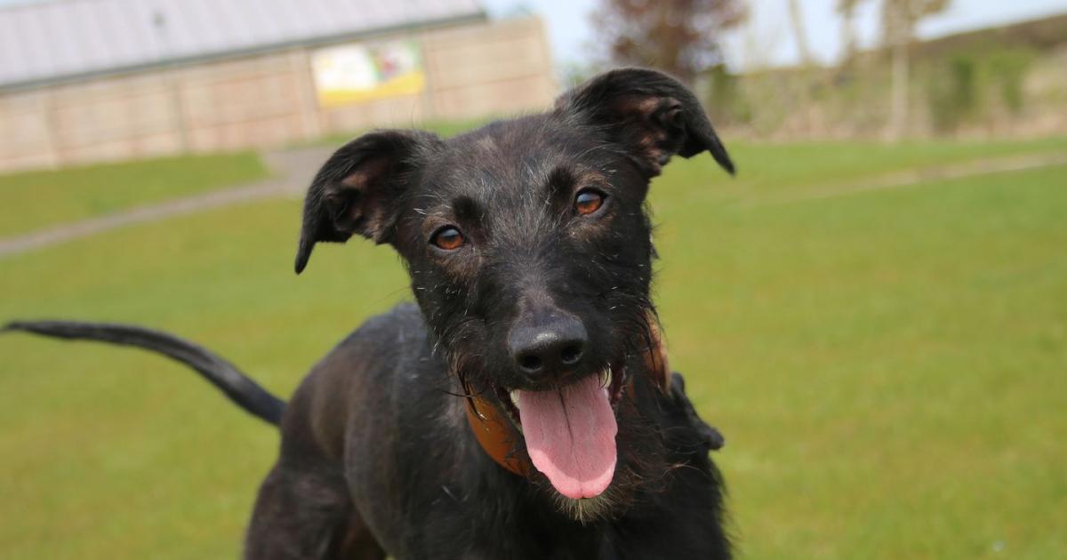 Meet Maggie - the longest resident at Darlington Dogs Trust