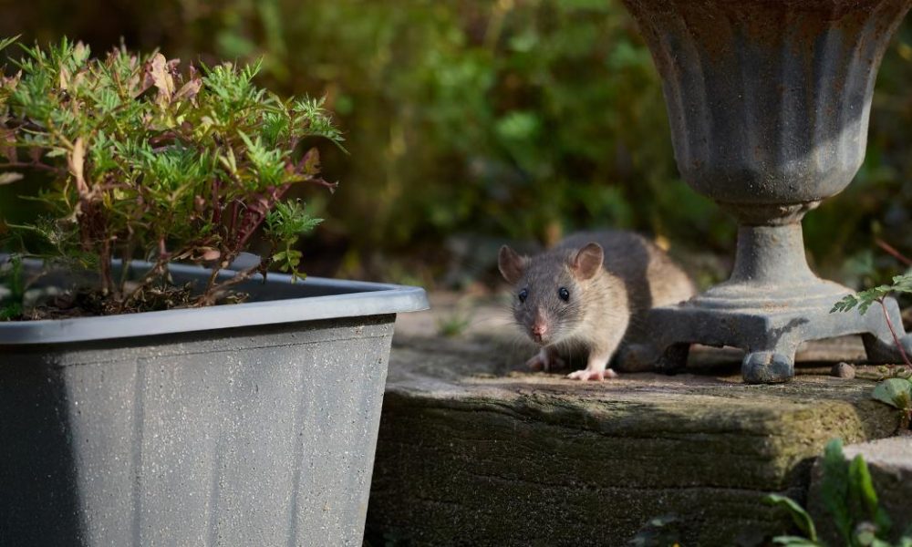 Gardeners urged to avoid using oats to keep rats away