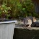 Gardeners urged to avoid using oats to keep rats away