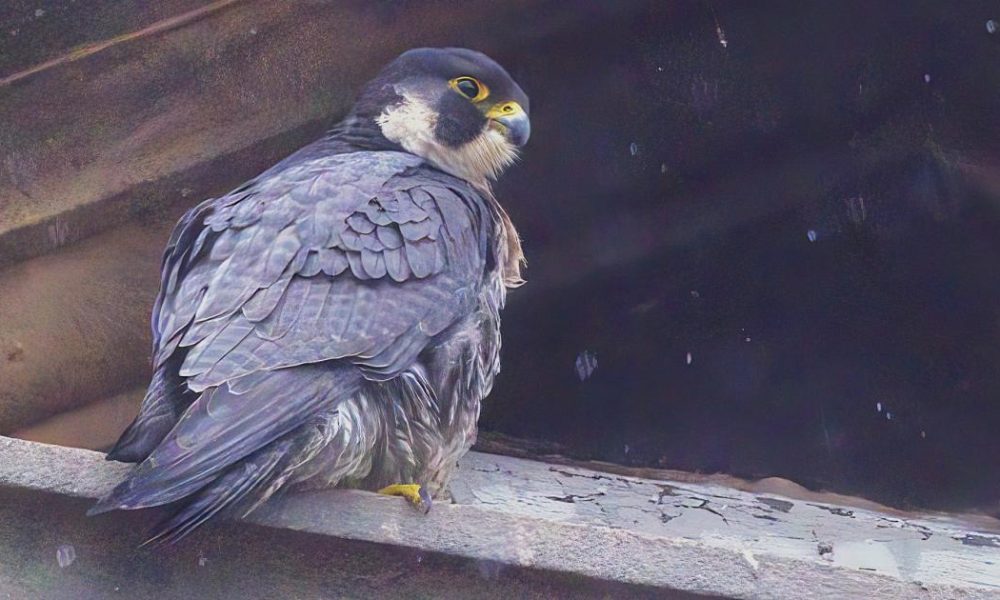 Darlington - World's fastest animal Peregrine Falcon spotted