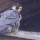 Darlington - World's fastest animal Peregrine Falcon spotted
