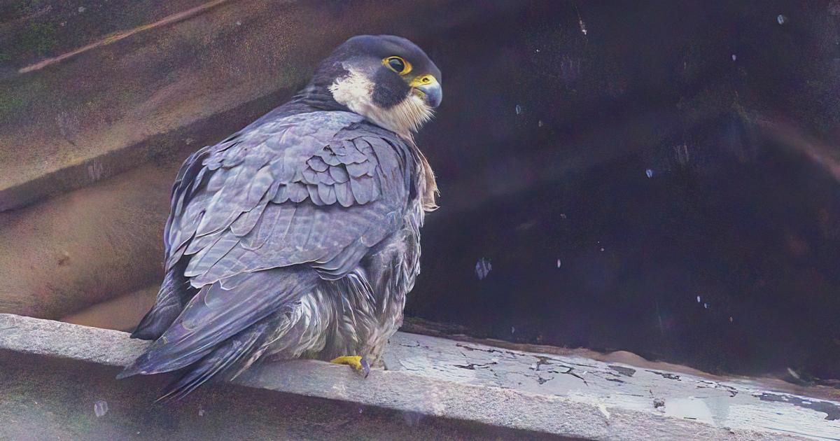 Darlington - World's fastest animal Peregrine Falcon spotted