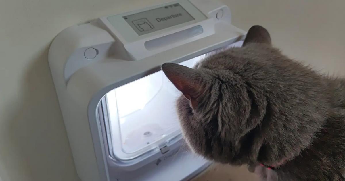 Northumberland brothers to pitch AI cat flap on Dragons' Den