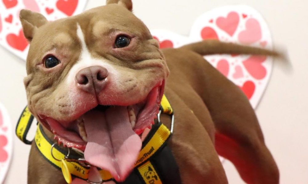 Violet at Dogs Trust Darlington is looking for forever home