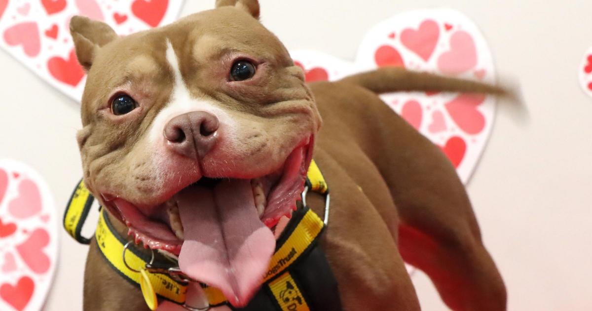 Violet at Dogs Trust Darlington is looking for forever home