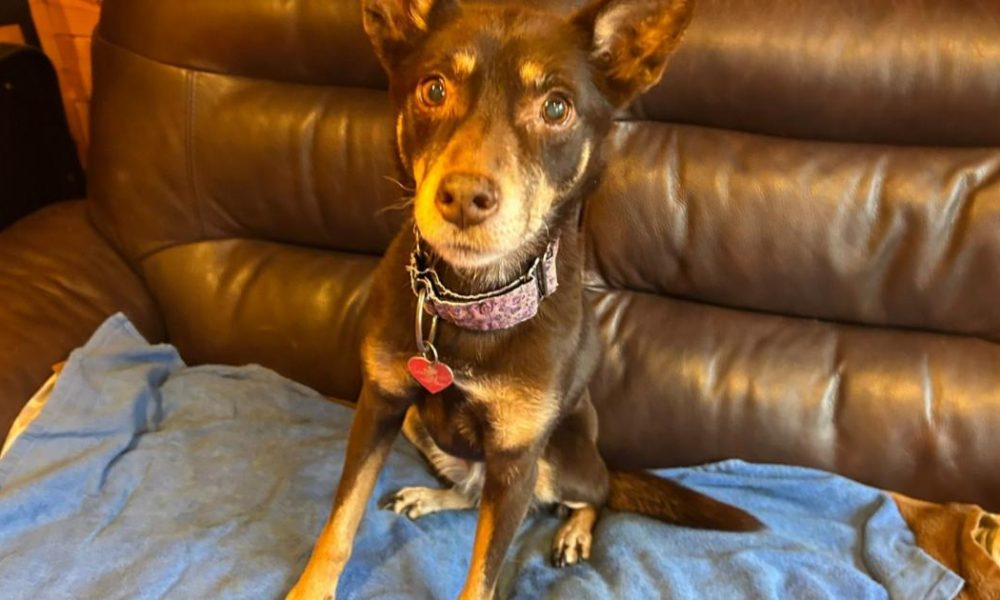 RSPCA York is looking for a new home for Jango, a Kelpie
