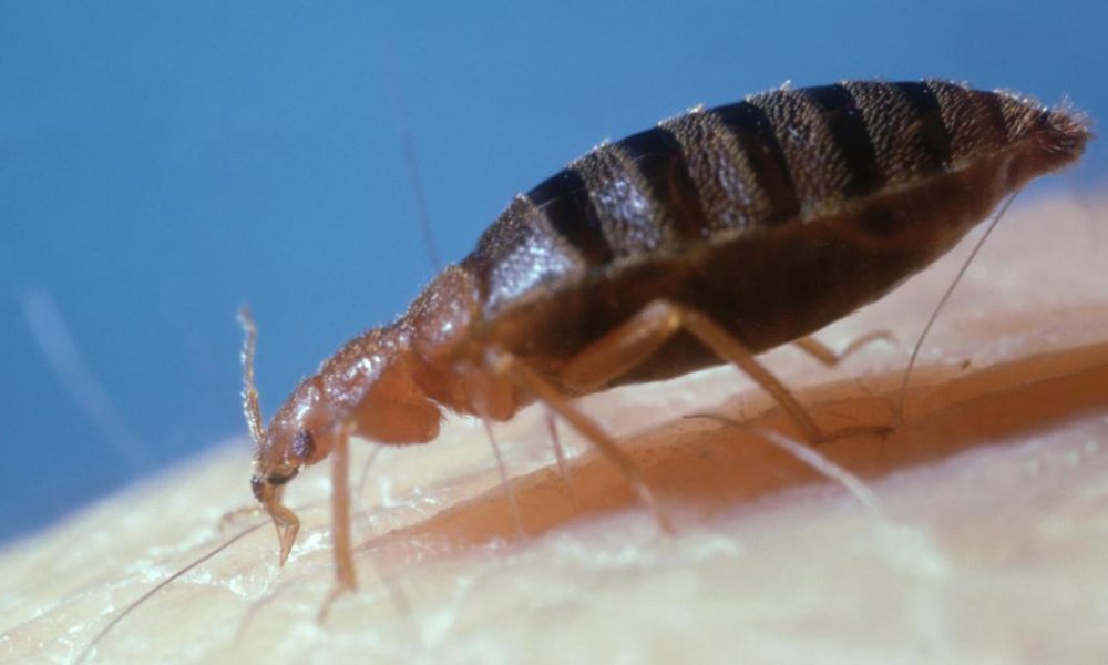 How to tell if you have bed bugs as UK homes issued warning