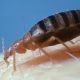 How to tell if you have bed bugs as UK homes issued warning