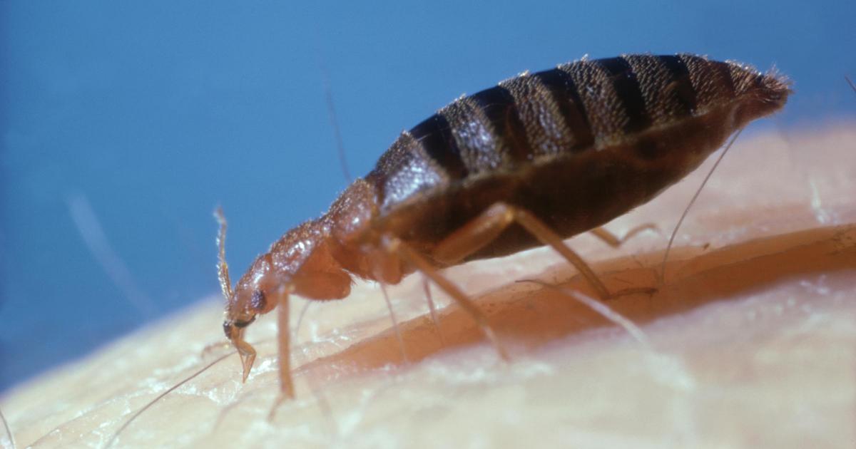 How to tell if you have bed bugs as UK homes issued warning