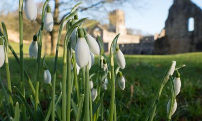 North Yorkshire's one-of-a-kind spot to see spring snowdrops