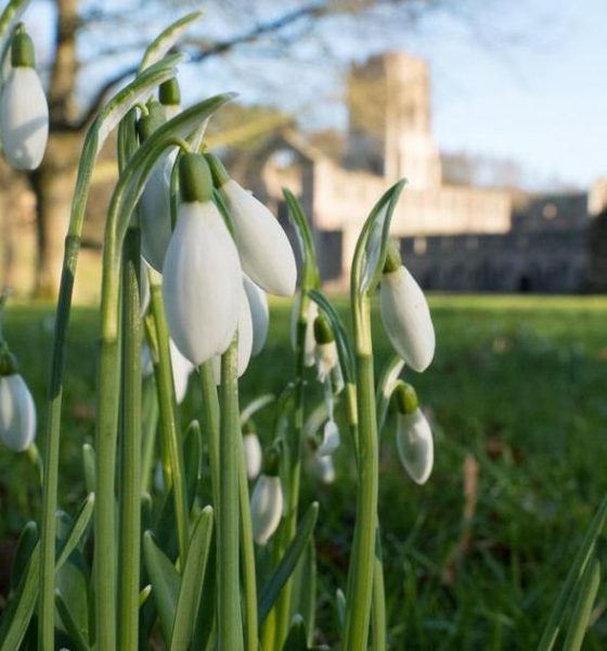 North Yorkshire's one-of-a-kind spot to see spring snowdrops