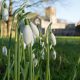 North Yorkshire's one-of-a-kind spot to see spring snowdrops