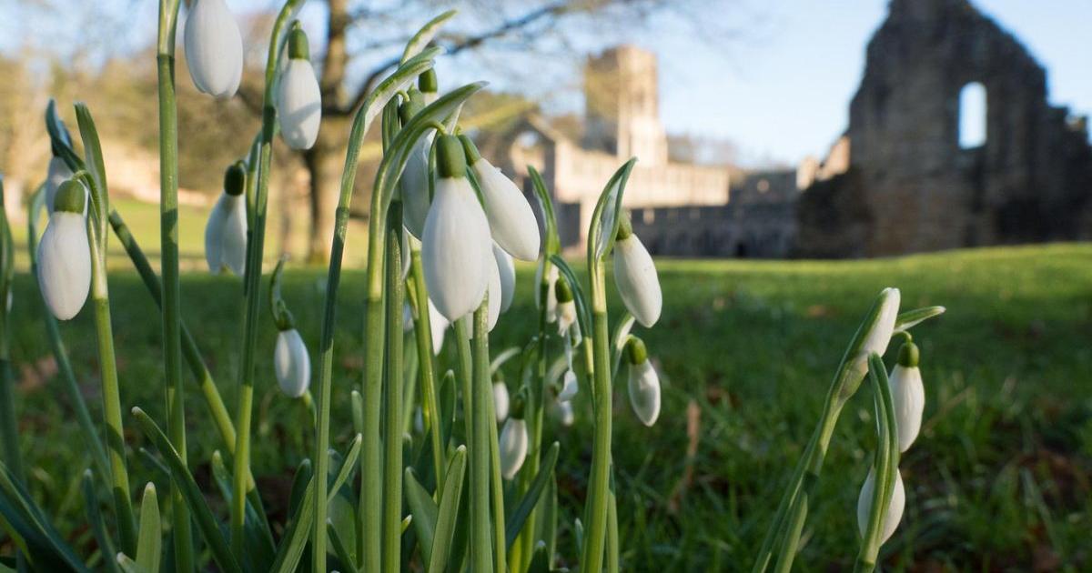 North Yorkshire's one-of-a-kind spot to see spring snowdrops