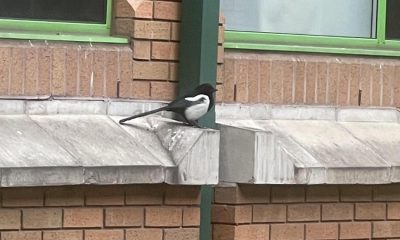 Concerns after Magpie stuck between buildings at Royal Bolton Hospital