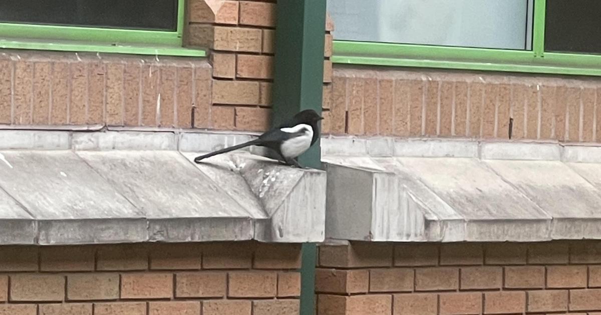 Concerns after Magpie stuck between buildings at Royal Bolton Hospital