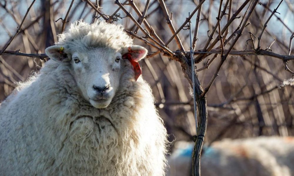 Police investigate livestock worrying in Darwen and Edgworth