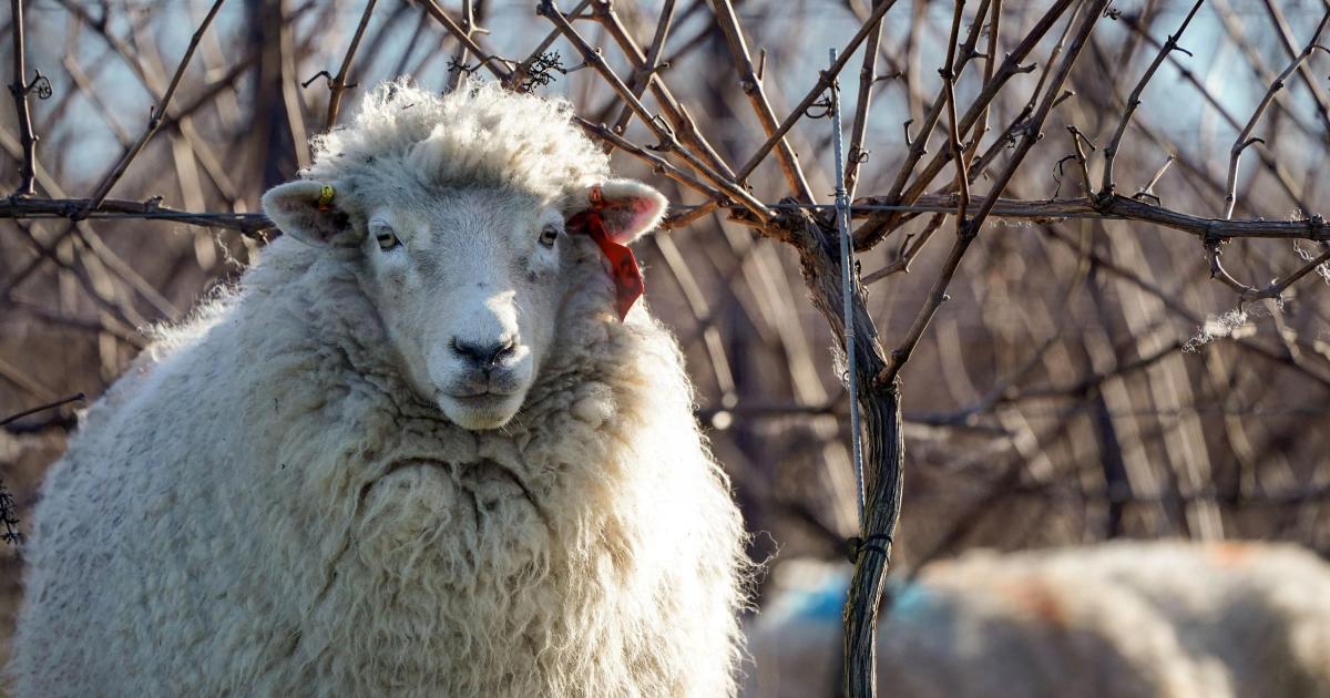 Police investigate livestock worrying in Darwen and Edgworth