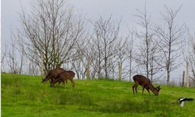 More time to have say on Daisy Hill and Atherton development plans