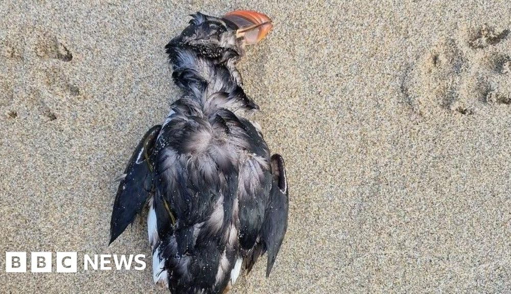 This year's winter storms could prove a disaster for UK puffins