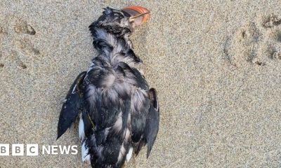 This year's winter storms could prove a disaster for UK puffins