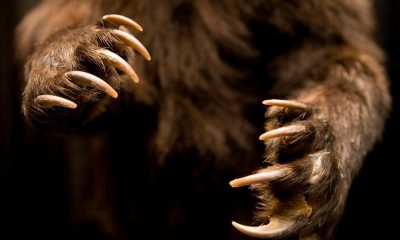 BTC's advance appearing to be a one-day event