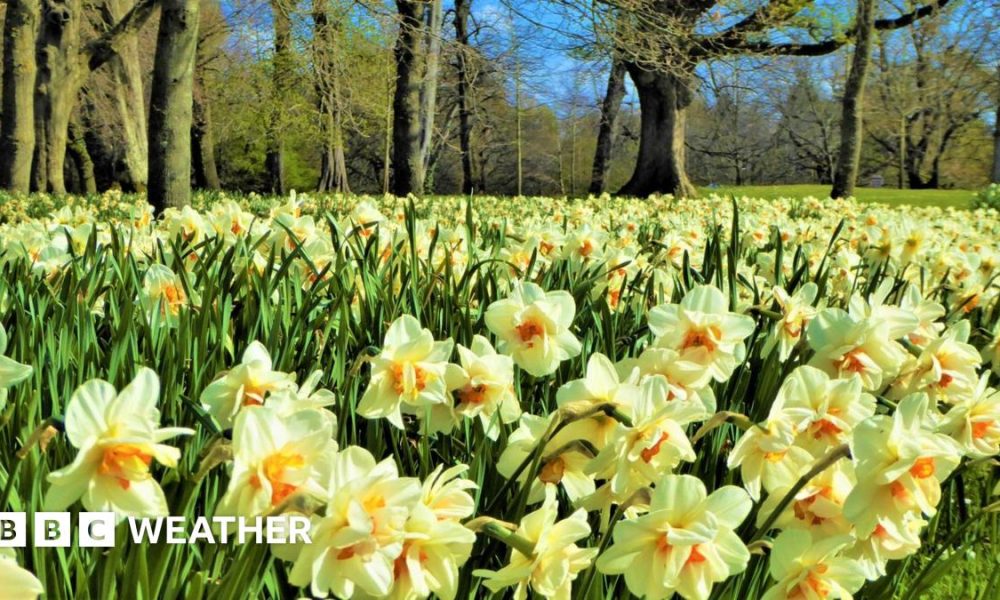 Close-up of a bee covered in pollen on a violet crocus.