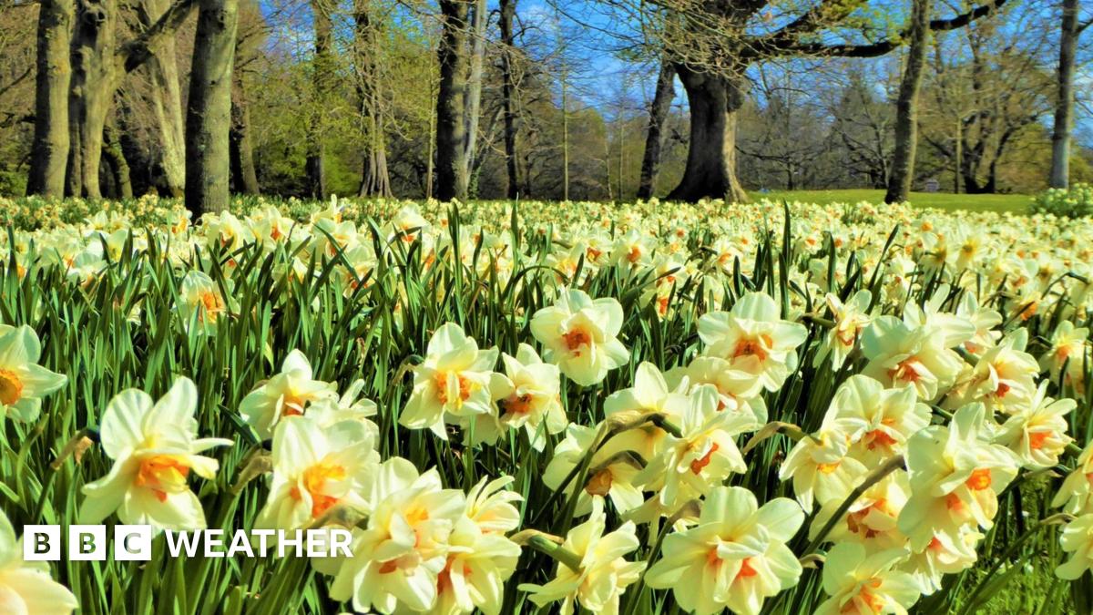 Close-up of a bee covered in pollen on a violet crocus.