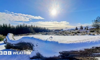 Sun in the blue sky above snow covered field and fallen tree, with a pine forest in the distance