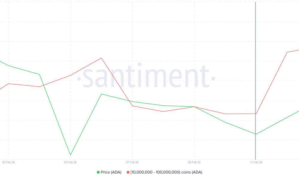 Cardano Whale Holdings.