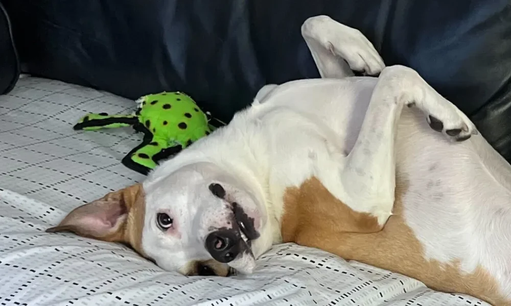 Is It OK To Have Sex In Front Of Your Dog?